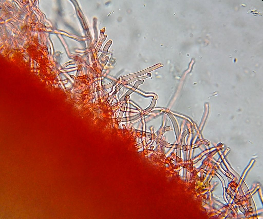 Piccola Polyporacea da determinare (Trametes ochracea)